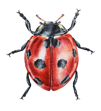 Ladybug illustration. Watercolor. Hand drawn. Closeup.
