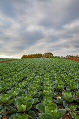 Fototapeta na wymiar cabbage field in the country