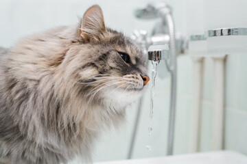 Side view of furry gray cat drinking water from tap in bathroom. Close-up of fluffy cat sniffing...