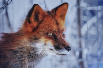 fox