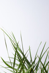 Tropical background with palm leaf on white. Close up, copy space