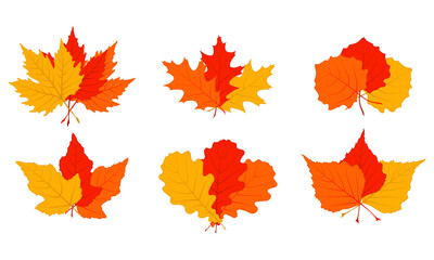 Set of different autumn leaves on a white flattened background.