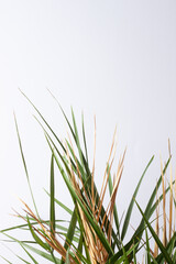 Obraz premium Tropical background with palm leaf on white. Close up, copy space