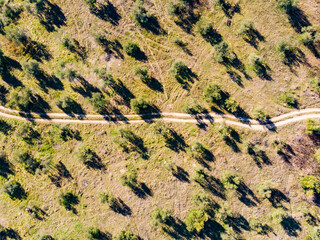 Aerial view. Green land, orchard trees