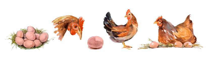 Hand drawn illustration of chicken