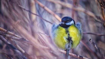 bird on a branch