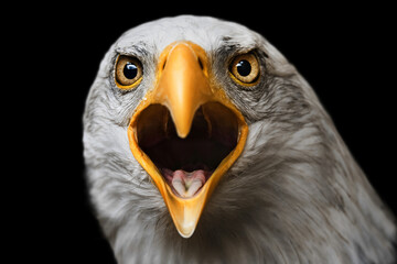 Bald Eagle (Haliaeetus leucocephalus) detail of the head of this predator