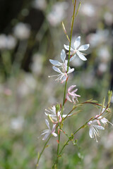 white gaura flowers in garden