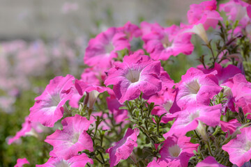 Fototapeta premium pink petunia flowers in the garden