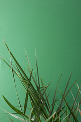 Tropical background with palm leaf on green. Close up, copy space