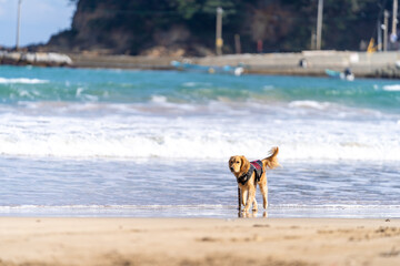 外浦海岸／ゴールデンレトニエル