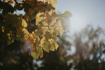 autumn leaves in the water