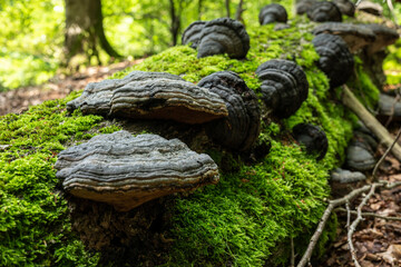 Fototapeta na wymiar Tree fungi (tinder fungus / Fomes fomentarius) on a deadwood tree trunk in the forest. The tinder fungus is a species of fungus from the family of stem-porling relatives (Polyporaceae).