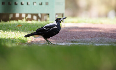 Australian magpie drinking from a puddle of rain water at a park in Adelaide, South Austrlaia