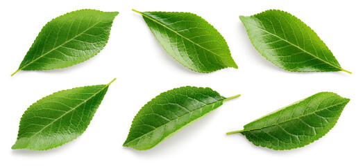 Plum leaf isolated. Fruit leaves on white. Full depth of field.