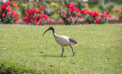 native ibis bird found in front of colourful roses at a rose garden in Adelaide, South Australia