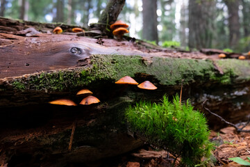 mushrooms on deadwood overgrown with moss