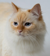 Close-up portrait of a sad white-red cat on a light gray background. 