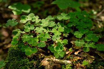 Close up of a cluster of green clover (Trifolium) plants growing on a deadwood tree trunk covered with moss in forest, Weserbergland, Germany