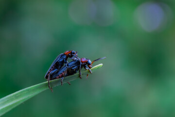 bug on a leaf