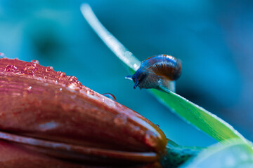 beetle on a leaf