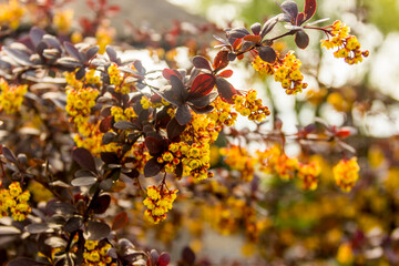 a blossoming bush of Thunbergs barberry (Berberis thunbergii)