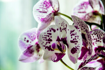 a blossoming orchid (Phalaenopsis)
