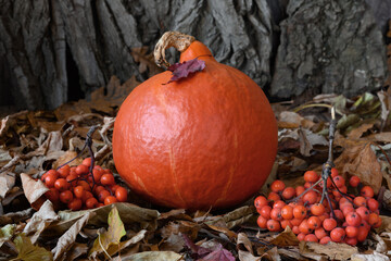 Pumpkin, tree bark and rowan berry on dry leaves. Close-up
