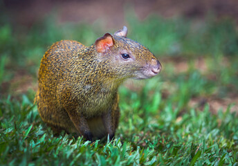 Naklejka na ściany i meble Agouti is a genus of mammals of the rodent order 