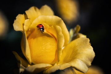 ladybird on yellow flower