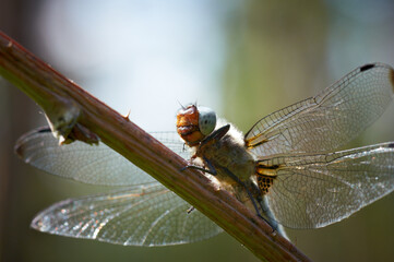 Dragonfly Close up perched on a tree branch. Small insect on plant with translucent wings in summer environment over blur green background.