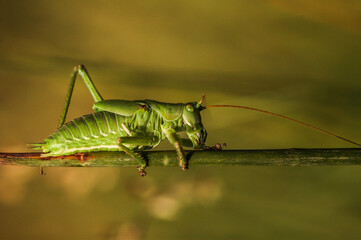 Green insect, relic mantis. Perched insect.