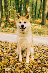 Akita Inu portrait in the forest during the Autumn. Akita, Shiba inu dog breed. 1 year old puppy.