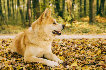 Akita Inu portrait in the forest during the Autumn. Akita, Shiba inu dog breed. 1 year old puppy.