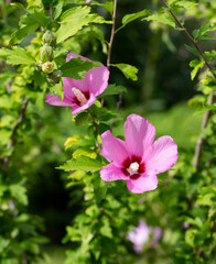 Beautiful multicolored flowers in the old park in summer