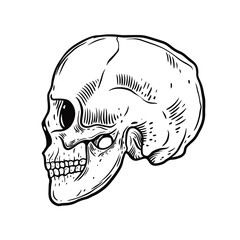 Black color scull people. Hand drawn engraving style. Vector illustration.