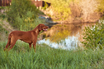Hungarian Vizsla dog for a walk in the summer in nature