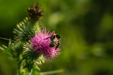 Close up of a bumblebee and another forest insect on a purple thistle flowerhead, with blurry green grass in the background