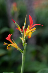 Fototapeta na wymiar Blossom of Indian flower tube in close up