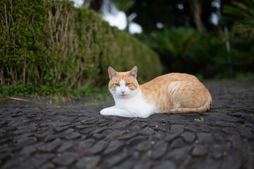 Fototapeta premium Cat on the sidewalk in Madeira