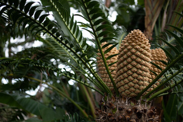 Obraz premium 2 fruits of a palm tree