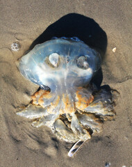 
A jellyfish on the beach. The fish is lying on its side so you can see its tentacles