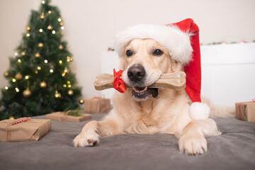 A dog wearing a santa claus hat holds his gift bone near the christmas tree with presents for christmas. Christmas card with a pet. The Golden Retriever sits in a cozy, festive atmosphere.