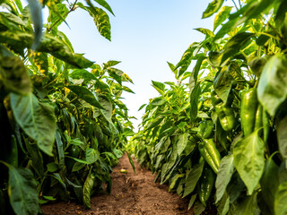 Green pepper plants at agricultural field