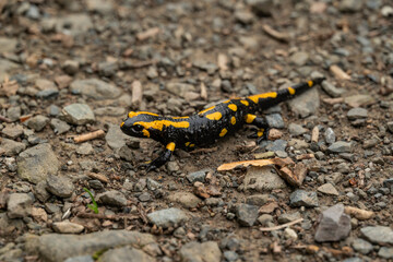 Close up of a black and yellow spotted fire salamander (Salamandra salamandra) on a forest path, Harz, Germany