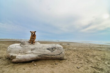 driftwood on beach, photo as a background , in saint maries de la mer sea village Camargue, france , aigues mortes © underworld