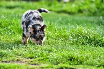 dog in grass, photo as a background , australian german shepard sheperd dog