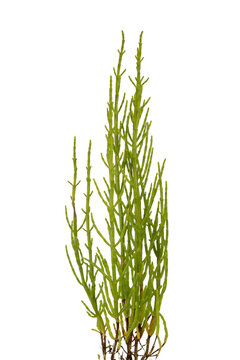 Fresh marsh samphire
