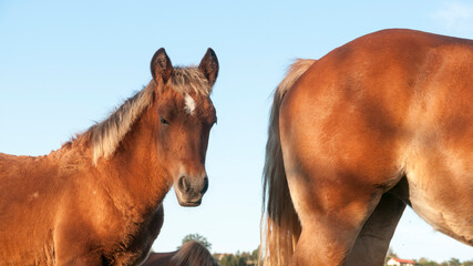 Pequeño caballo marrón junto a caballo marrón grande © Darío Peña