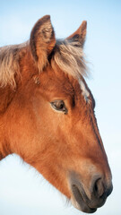 Obraz premium Retrato de pequeño caballo marrón con crin blanca